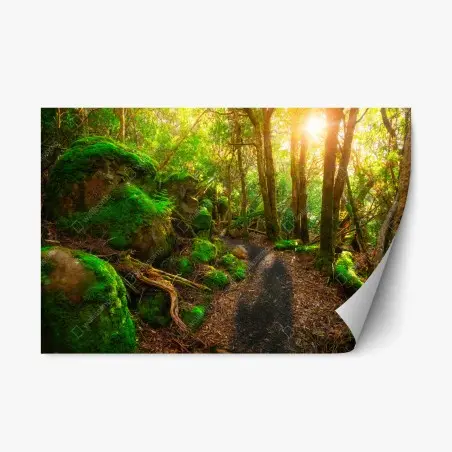 Sticker repositionnable chemin verdoyant dans la forêt jurassique de Tasmanie – Wallnifity®