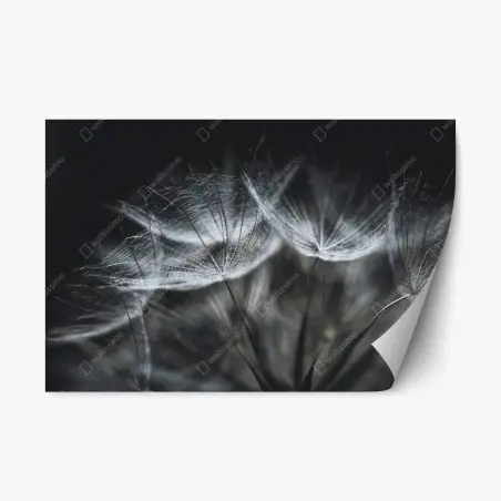 Sticker repositionnable souffle de pissenlit en macro – Wallnifity®