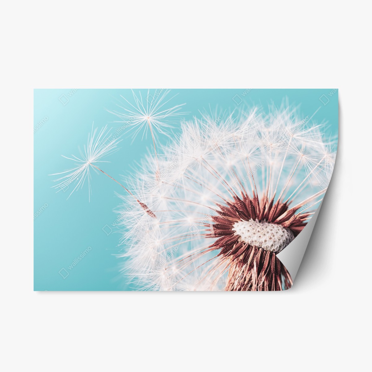 Sticker repositionnable douceur de pissenlit sur fond turquoise – Wallnifity®