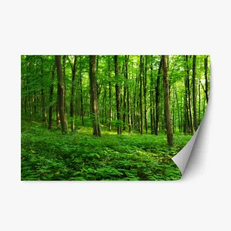 Sticker repositionnable forêt verdoyante au printemps – Wallnifity®