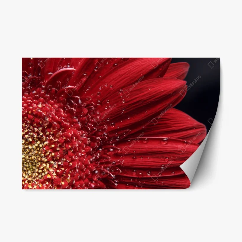 Fleurs et plantes – Wallnifity®