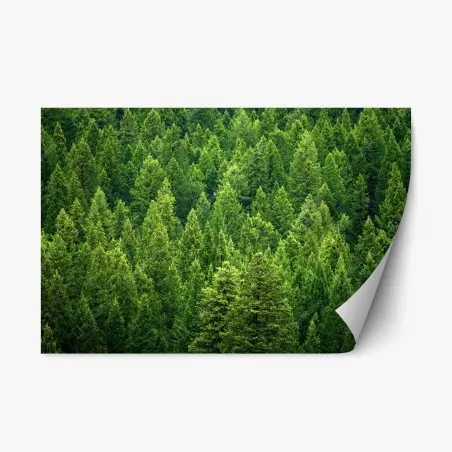 Sticker repositionnable forêt de pins émeraude – Wallnifity®