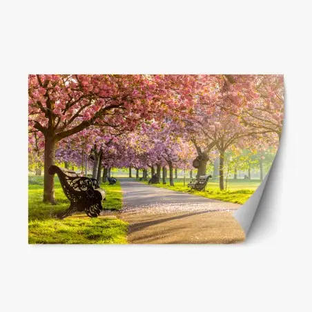 Sticker repositionnable promenade sous les cerisiers en fleurs – Wallnifity®