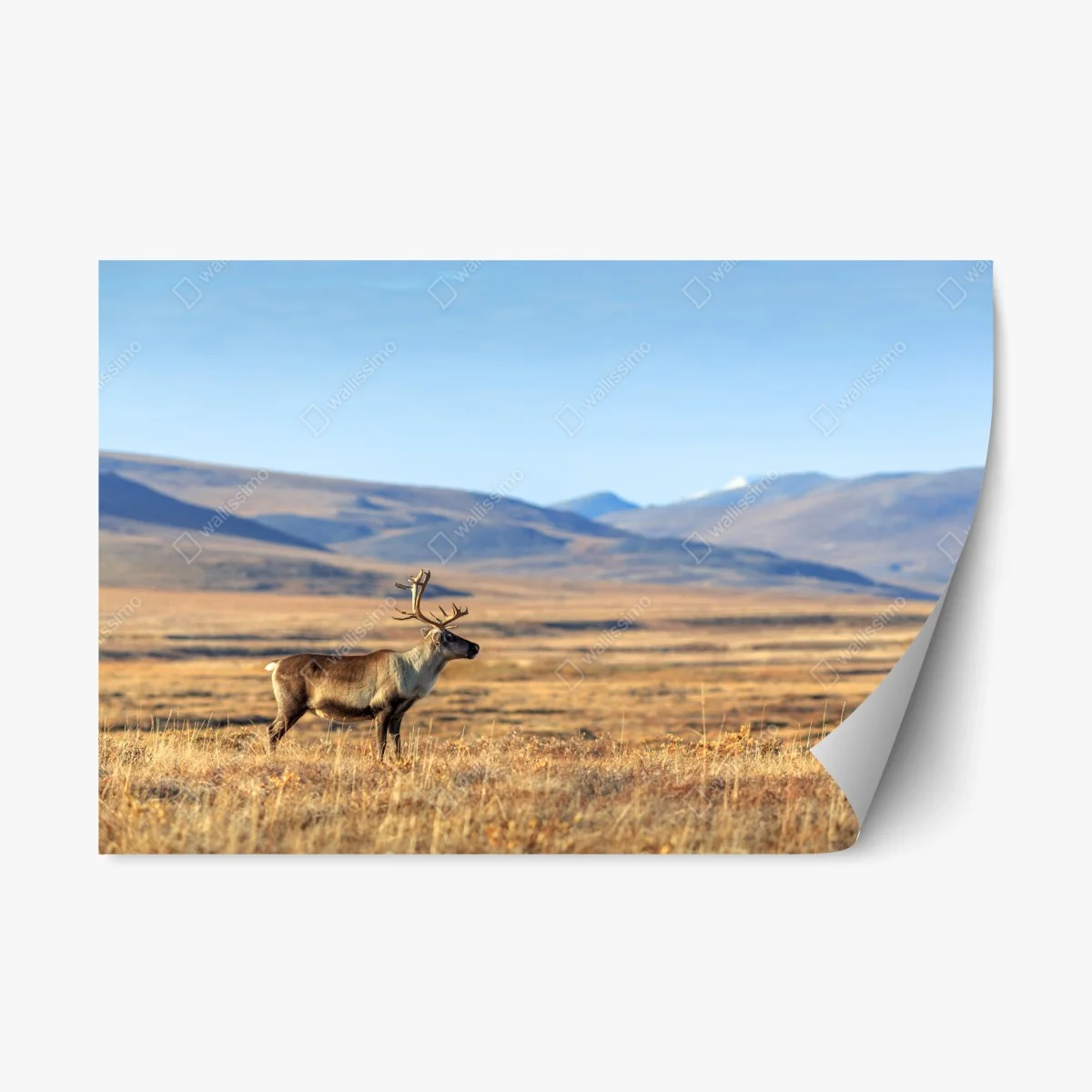 Sticker repositionnable renne solitaire dans la toundra arctique, Sibérie – Wallnifity® Sticker repositionnable renne solitaire dans la toundra arctique, Sibérie – Wallnifity®