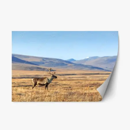 Sticker repositionnable renne solitaire dans la toundra arctique, Sibérie – Wallnifity®