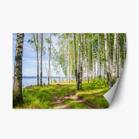 Sticker repositionnable clairière de bouleaux au bord du lac – Wallnifity®