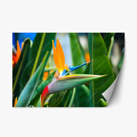 Sticker repositionnable oiseau de paradis tropical en gros plan – Wallnifity®