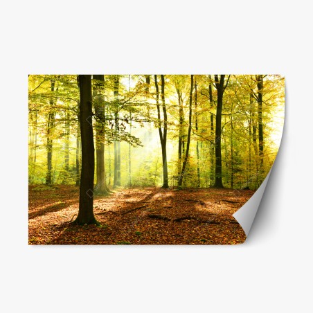 Sticker repositionnable forêt d'automne baignée de lumière – Wallnifity®