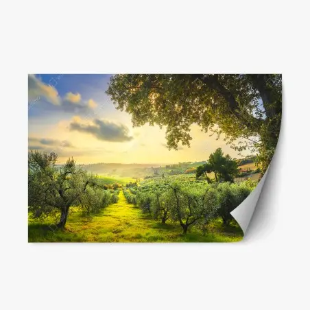 Sticker repositionnable oliveraie au coucher de soleil en Toscane – Wallnifity®