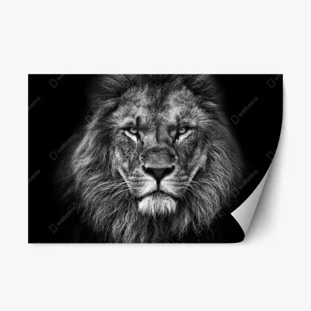 Sticker repositionnable regard de lion majestueux en noir et blanc – Wallnifity®