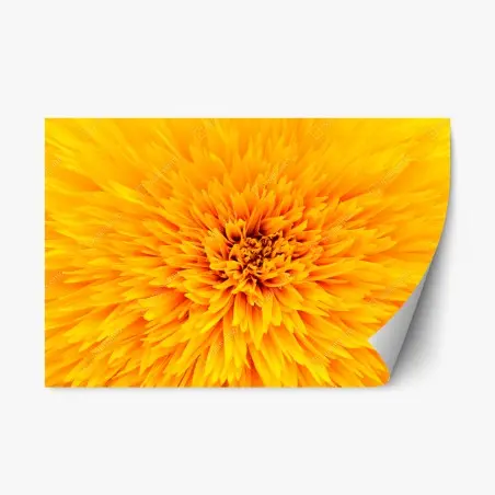 Sticker repositionnable éclat de tournesol en macro – Wallnifity®