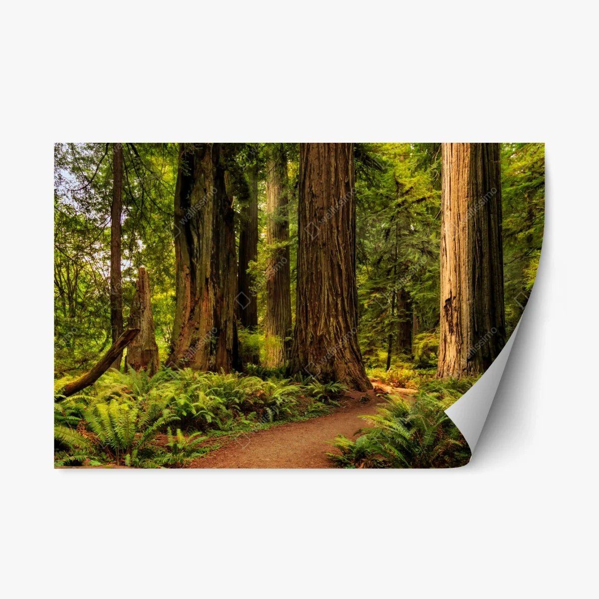 Sticker repositionnable promenade sous les séquoias de Californie – Wallnifity® Sticker repositionnable promenade sous les séquoias de Californie – Wallnifity®