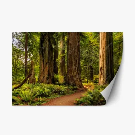 Sticker repositionnable promenade sous les séquoias de Californie – Wallnifity®