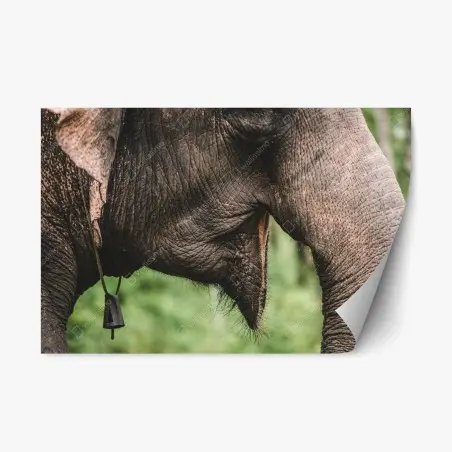 Sticker repositionnable détail majestueux d'un éléphant d'Asie – Wallnifity®
