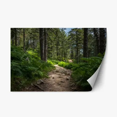 Sticker repositionnable chemin forestier verdoyant – Wallnifity®