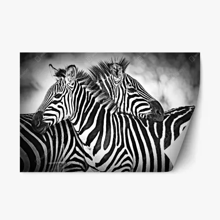 Sticker repositionnable étreinte de rayures - zèbres en noir et blanc – Wallnifity®