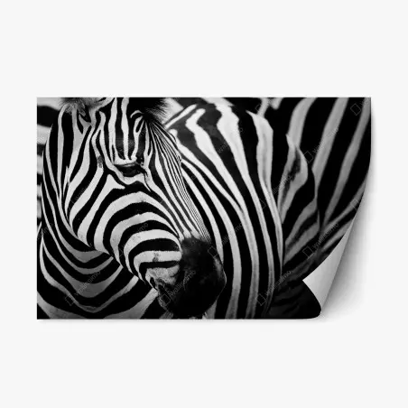 Sticker repositionnable élégance rayée : portrait de zèbre en noir et blanc – Wallnifity®