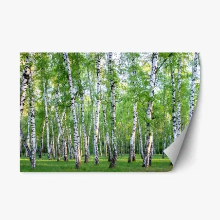 Sticker repositionnable forêt de bouleaux en été – Wallnifity®