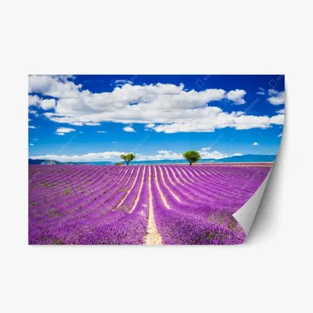 Sticker repositionnable champ de lavande en Provence – Wallnifity®