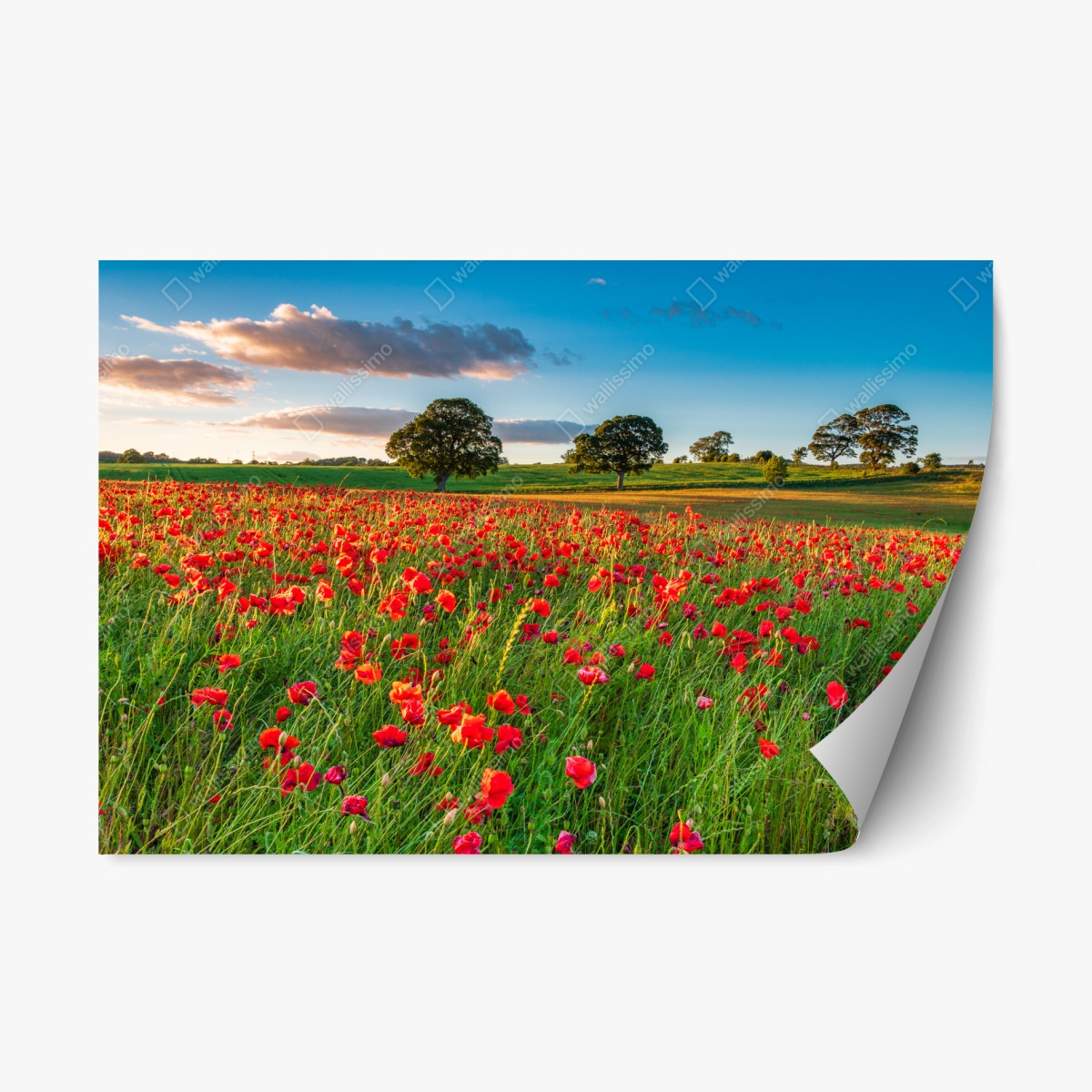 Sticker repositionnable champ de coquelicots près de Corbridge – Wallnifity®