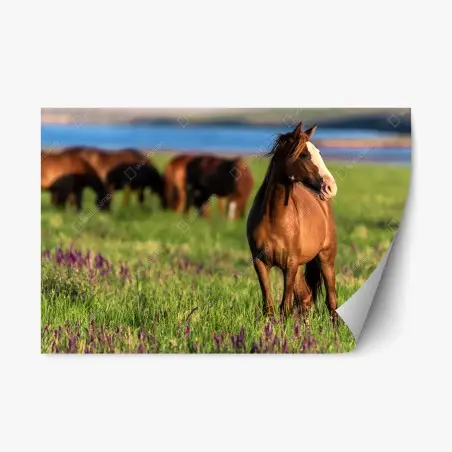 Sticker repositionnable cheval brun dans une prairie fleurie au soleil – Wallnifity®
