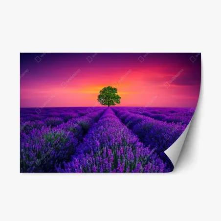 Sticker repositionnable champ de lavande et arbre solitaire au coucher de soleil – Wallnifity®
