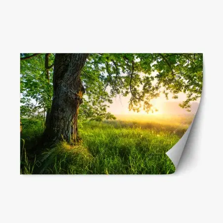 Sticker repositionnable sous le grand chêne au lever du soleil – Wallnifity®