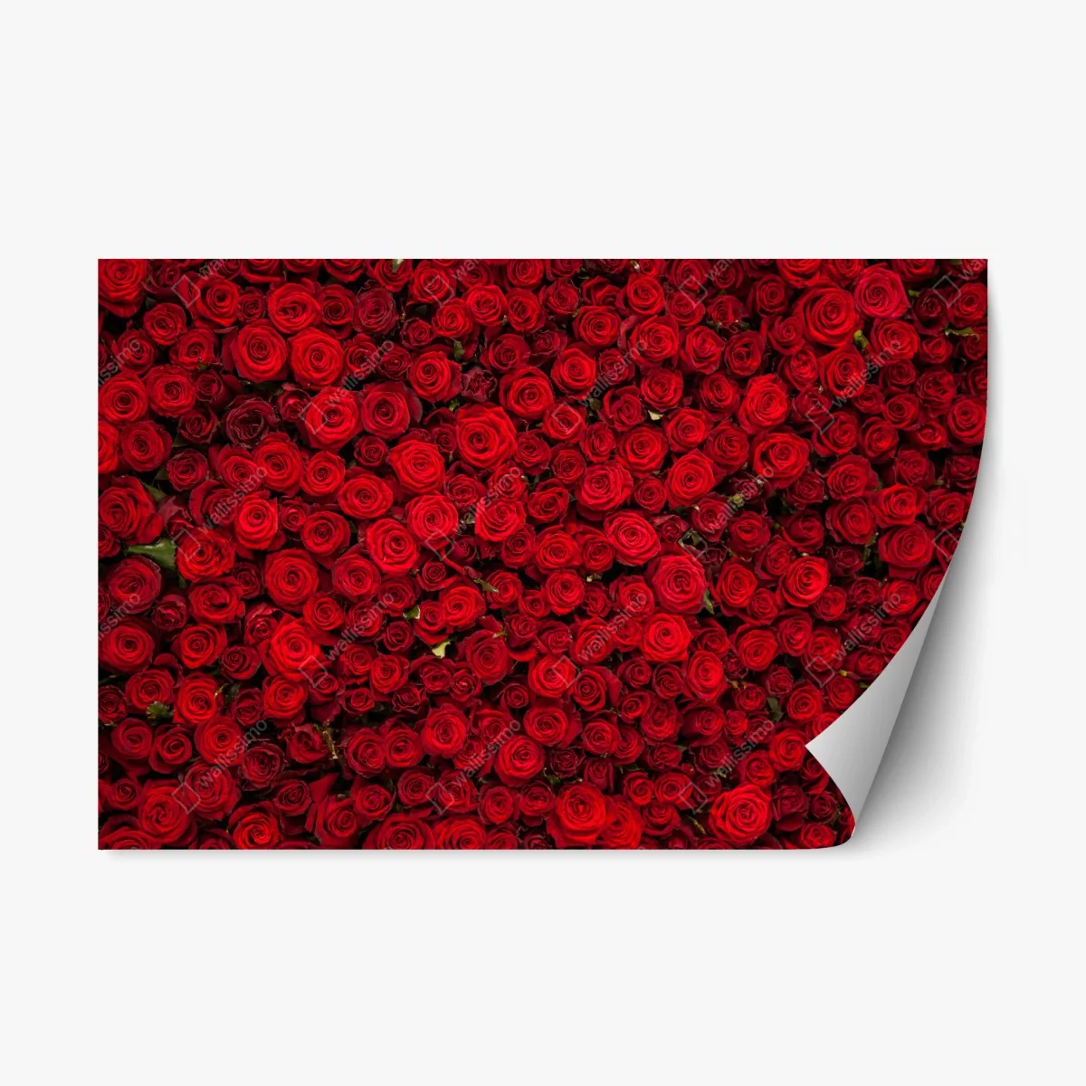 Sticker repositionnable mur de roses rouges intenses – Wallnifity® Sticker repositionnable mur de roses rouges intenses – Wallnifity®