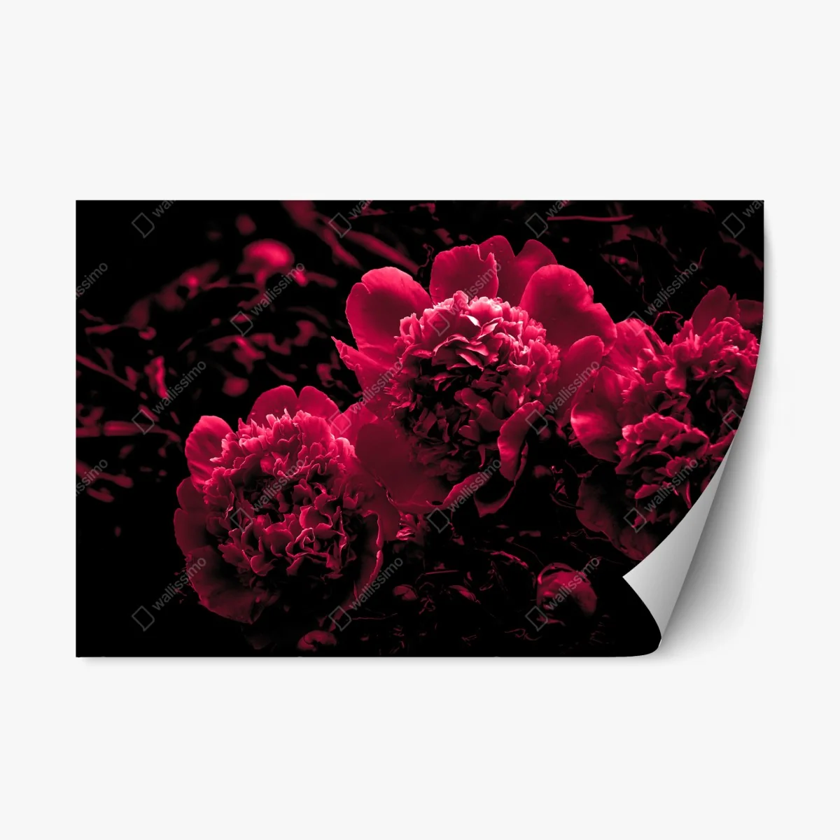 Sticker repositionnable pivoines rouge profond sur fond noir – Wallnifity® Sticker repositionnable pivoines rouge profond sur fond noir – Wallnifity®