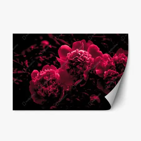 Sticker repositionnable pivoines rouge profond sur fond noir – Wallnifity®