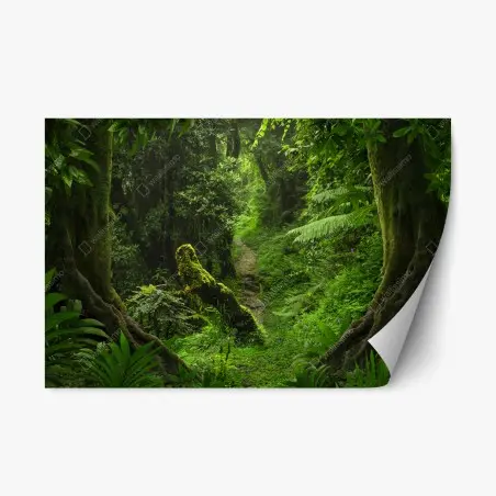 Sticker repositionnable sentier moussu dans une forêt luxuriante – Wallnifity®