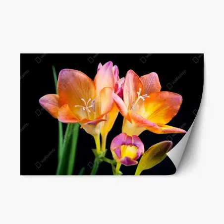 Sticker repositionnable freesias lumineux sur fond noir – Wallnifity®