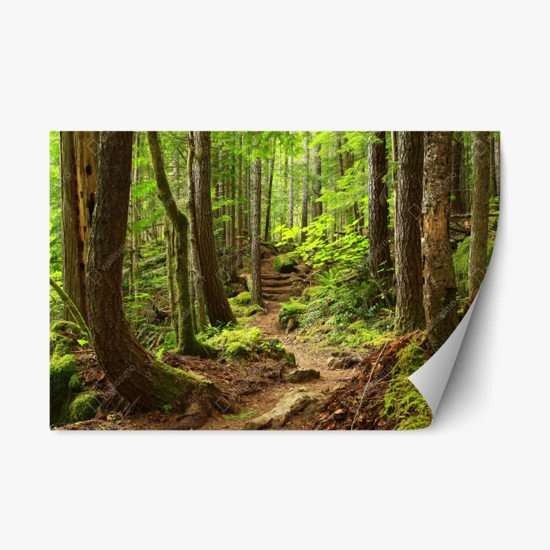 Sticker repositionnable sentier enchanté en forêt verdoyante – Wallnifity® Sticker repositionnable sentier enchanté en forêt verdoyante – Wallnifity®