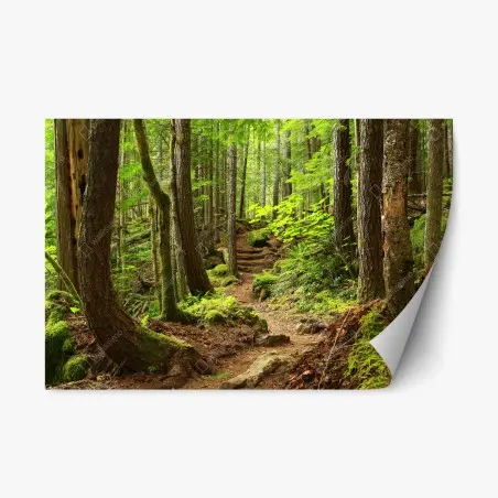 Sticker repositionnable sentier enchanté en forêt verdoyante – Wallnifity®