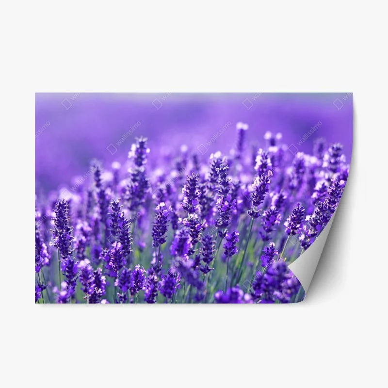 Fleurs et plantes – Wallnifity®