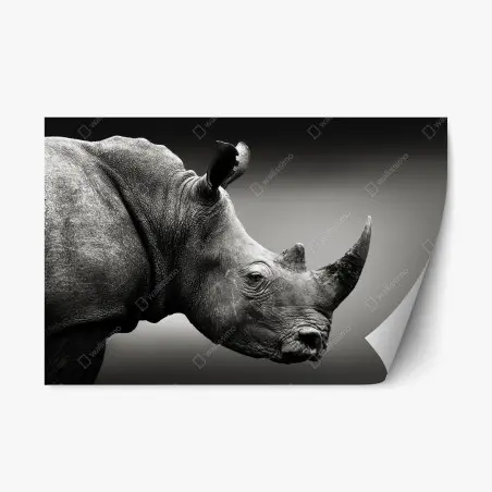 Sticker repositionnable portrait monochrome de rhinocéros en gros plan – Wallnifity®