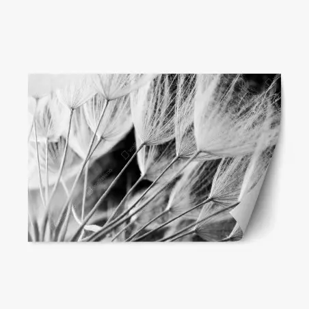 Sticker repositionnable plumes de pissenlit en noir et blanc – Wallnifity®