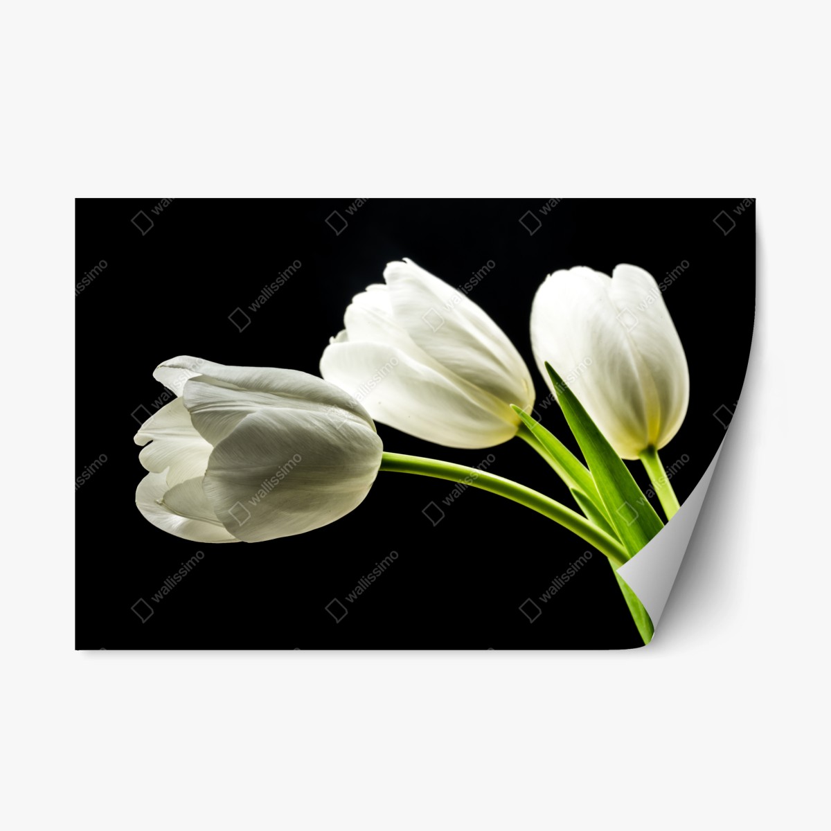 Sticker repositionnable tulipes blanches élégantes sur fond noir – Wallnifity®