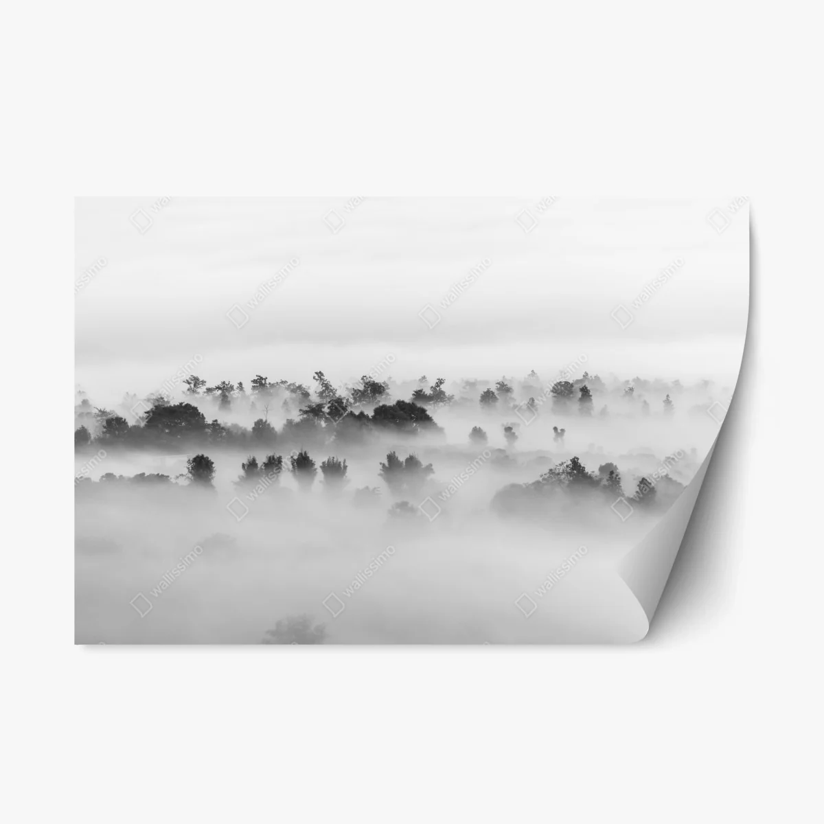 Sticker repositionnable brume sur la forêt en noir et blanc – Wallnifity® Sticker repositionnable brume sur la forêt en noir et blanc – Wallnifity®