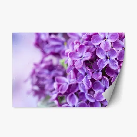 Sticker repositionnable lilas violets en gros plan – Wallnifity®