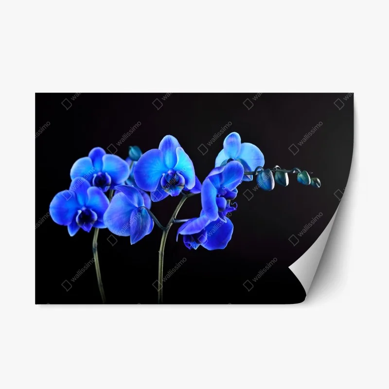 Fleurs et plantes – Wallnifity®