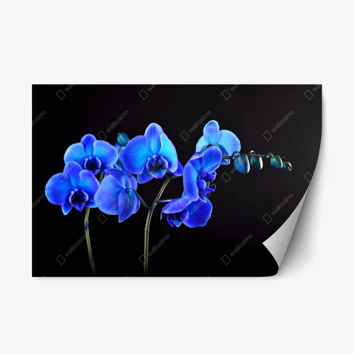 Sticker repositionnable orchidée bleue sur fond noir, élégance florale – Wallnifity® Sticker repositionnable orchidée bleue sur fond noir, élégance florale – Wallnifity®