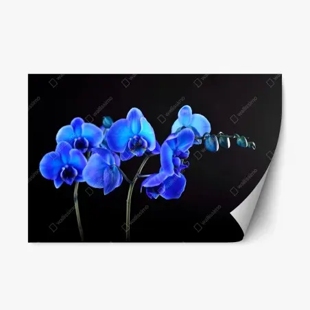 Sticker repositionnable orchidée bleue sur fond noir, élégance florale – Wallnifity®