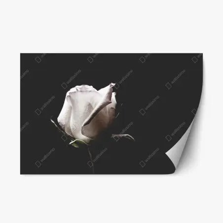 Sticker repositionnable rose blanche en gros plan sur fond noir – Wallnifity®