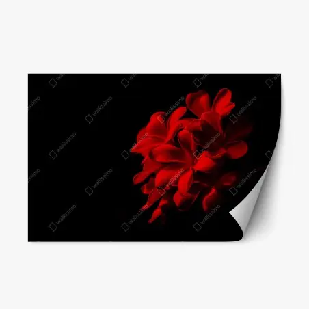 Sticker repositionnable frangipanier rouge sur fond noir – Wallnifity®