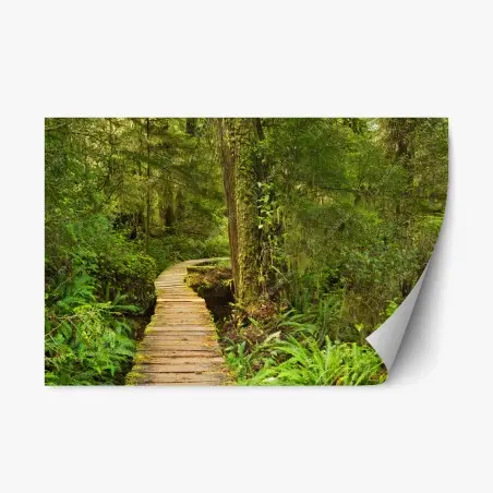 Sticker repositionnable chemin de planches au cœur de la forêt pluviale de Pacific Rim National Park Reserve, Île de Vancouver, – Wallnifity®