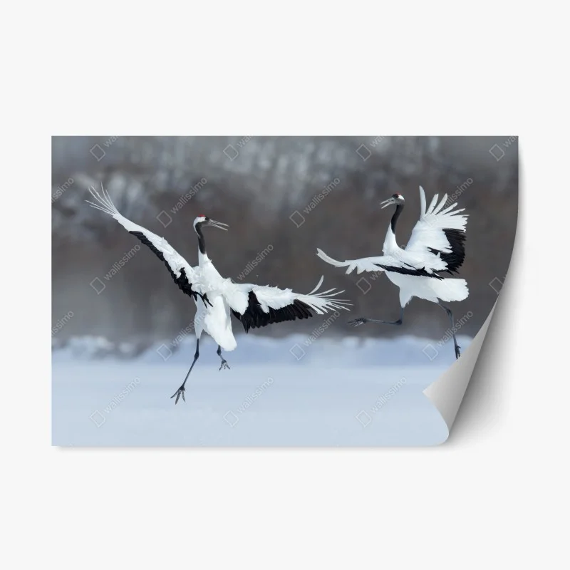 Animaux – Wallnifity®