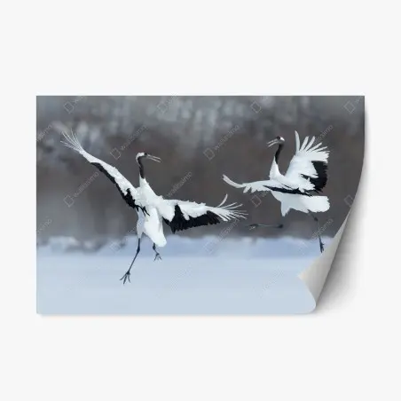Sticker repositionnable danse hivernale des grues à couronne rouge de Hokkaido – Wallnifity®