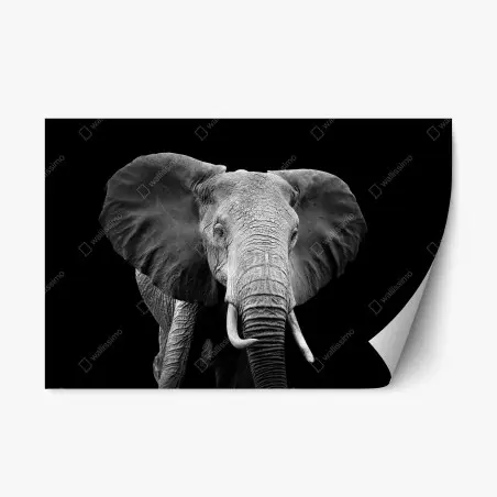 Sticker repositionnable portrait d'éléphant en noir et blanc – Wallnifity®