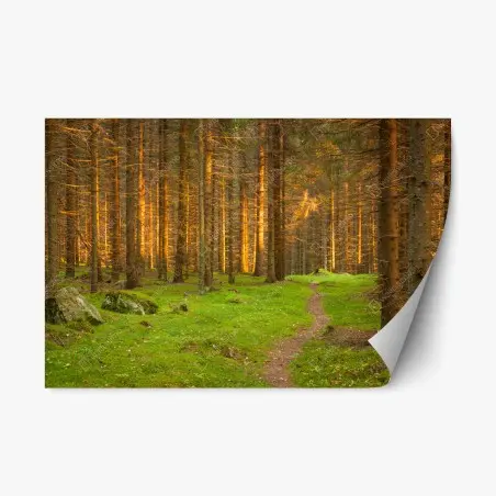 Sticker repositionnable lumière dorée dans la forêt de sapins – Wallnifity®